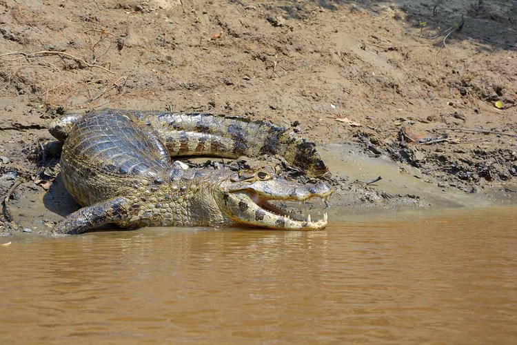 Het Boliviaanse Amazonegebied: beleef een atypische ervaring vol emoties!