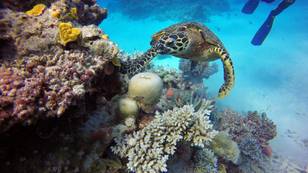 Plongée Sous-Marine - Les Merveilles Cachées