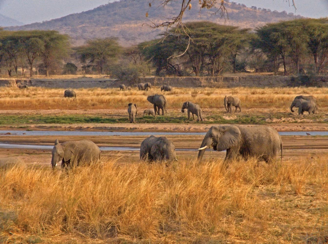 Safari scoperta & Zanzibar