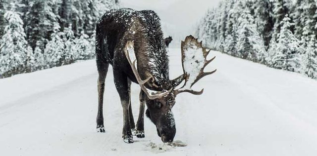 Verken Quebec buiten de gebaande paden