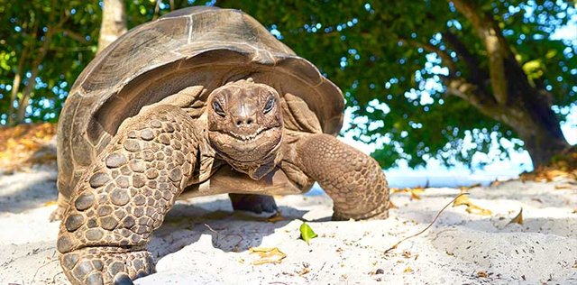 Die Seychellen, verborgene Schätze zu entdecken