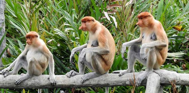 Explorações incomuns em Bornéu