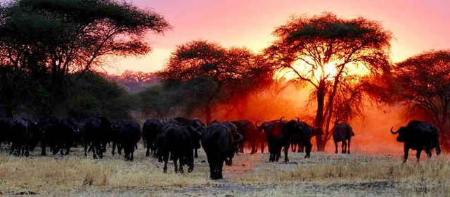 Explorar la auténtica Tanzania