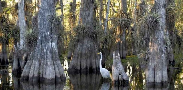 Les incontournables de la Floride