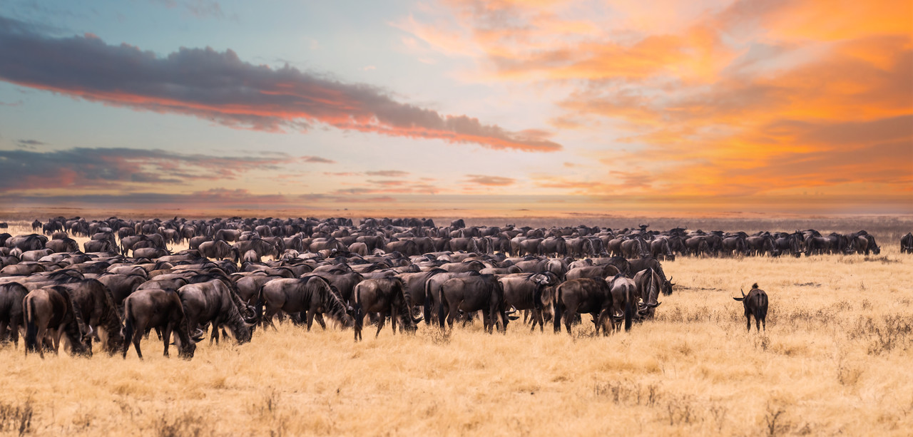 6 jours de safari pour la migration des gnous dans le Serengeti en Tanzanie