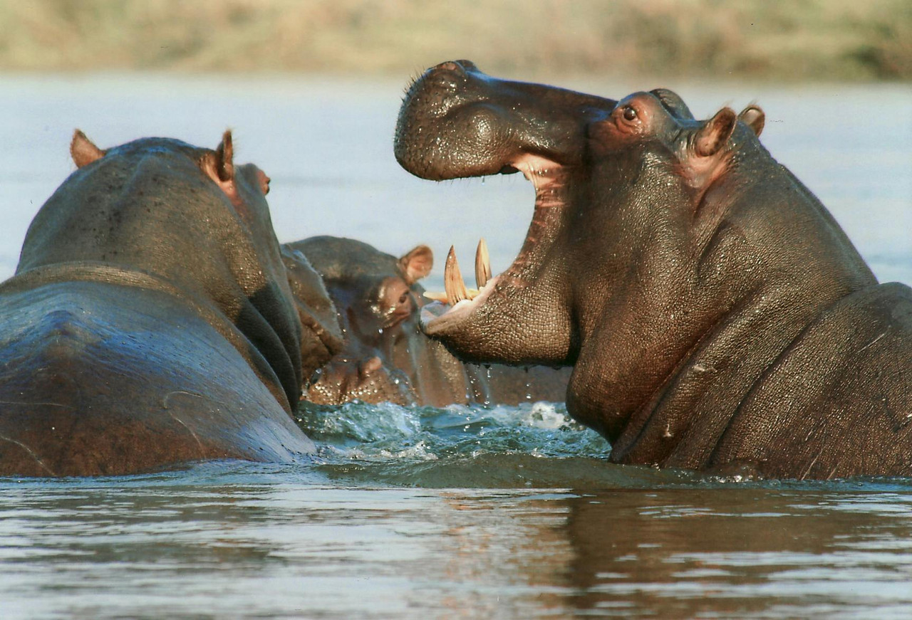 2 jours dans le magnifique parc national du Tarangire et du lac Manyara