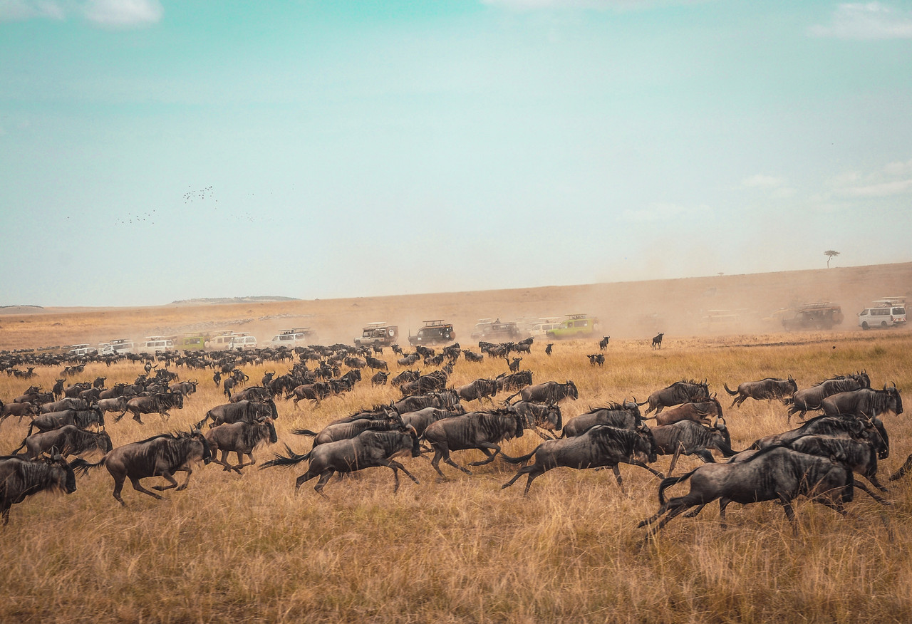 Serengeti et Ngorongoro