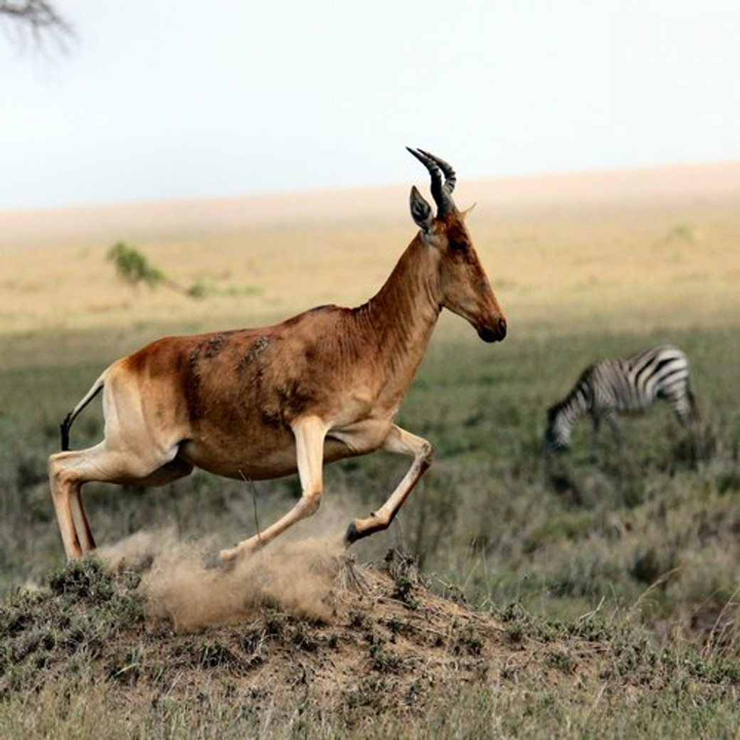 Combiné 11 jours de safari en Tanzanie et au Kenya