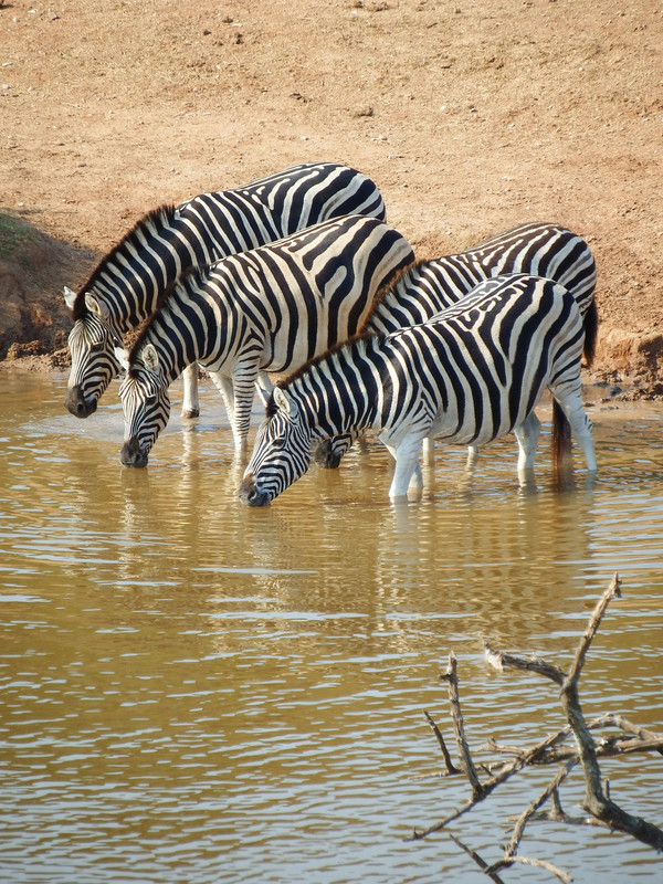 Tarangire