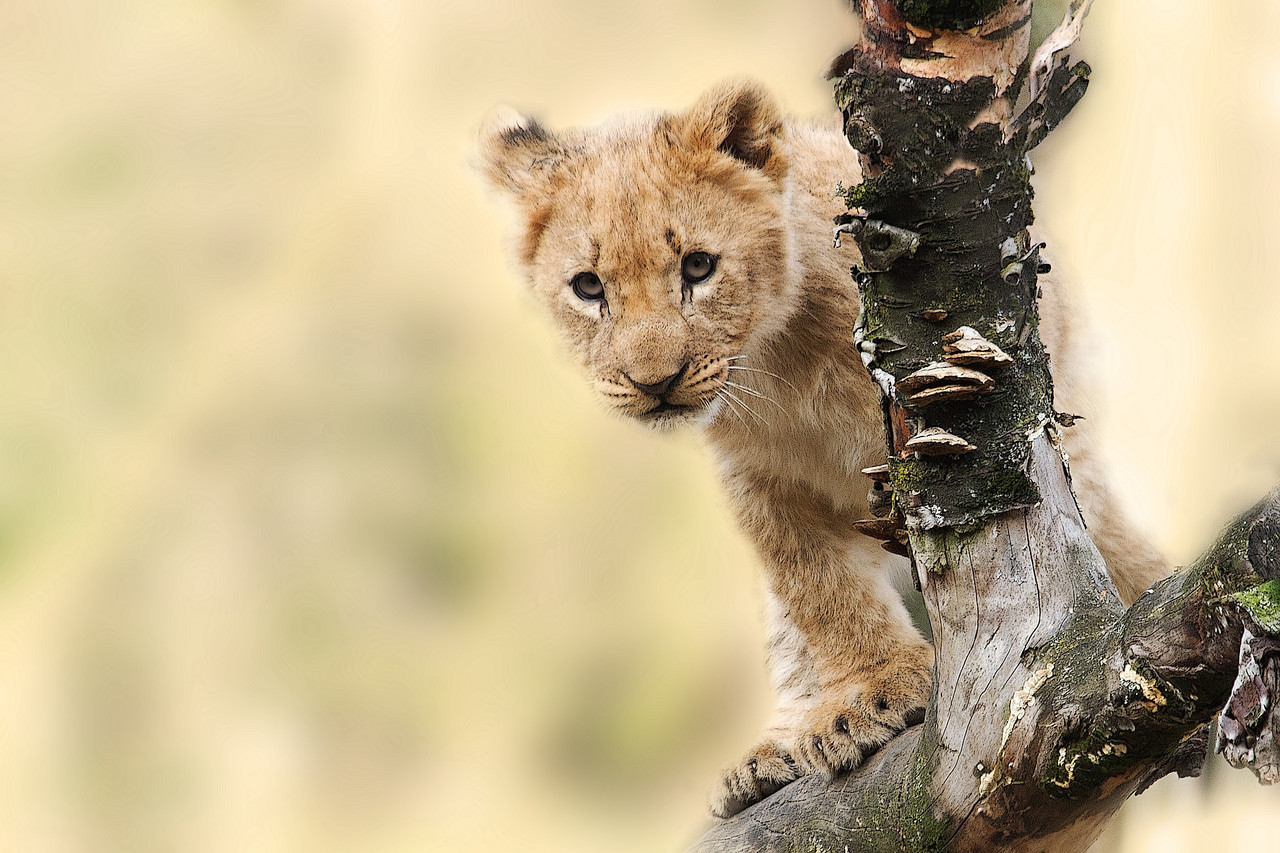 Safari guidé privé en Tanzanie