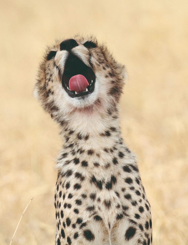 Grande migration du Serengeti et du Ngorongoro - safari de 4 jours standard