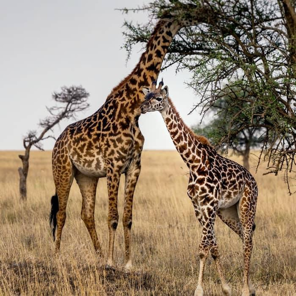Arusha: 5-Day Safari to Tarangire, Serengeti, and Ngorongoro