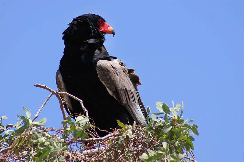 Aigle bateleur