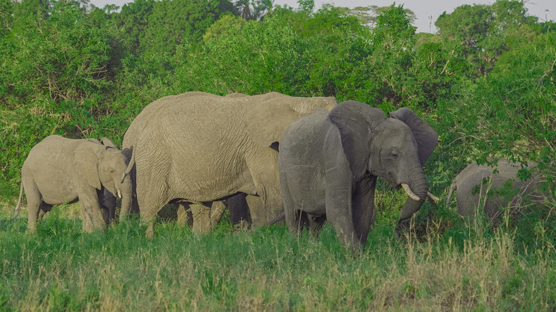 Aventure tanzanienne : 10 jours au cœur de la faune africaine
