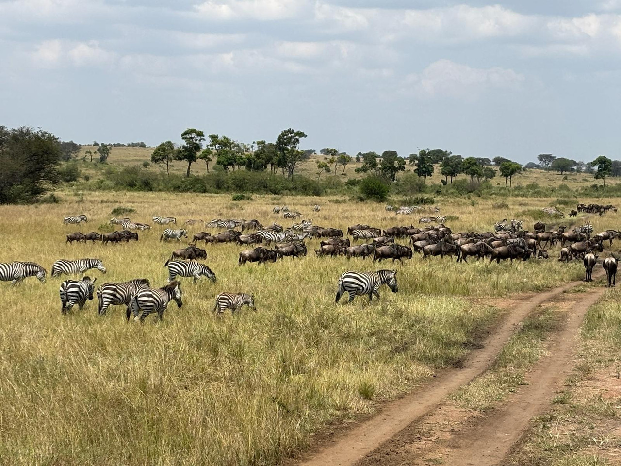 Serengeti Migration