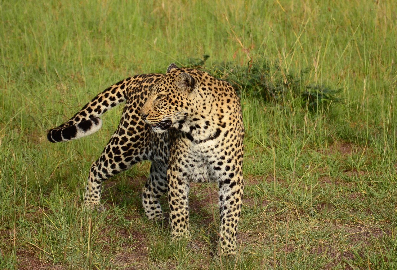 Leopard