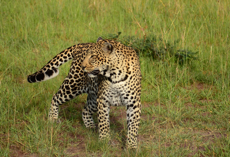Leopard