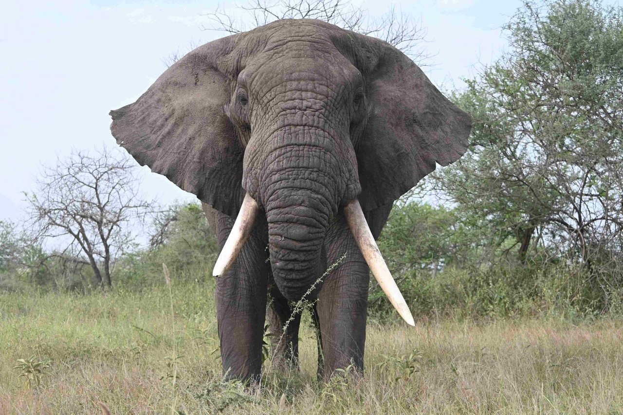 BIG FIVE