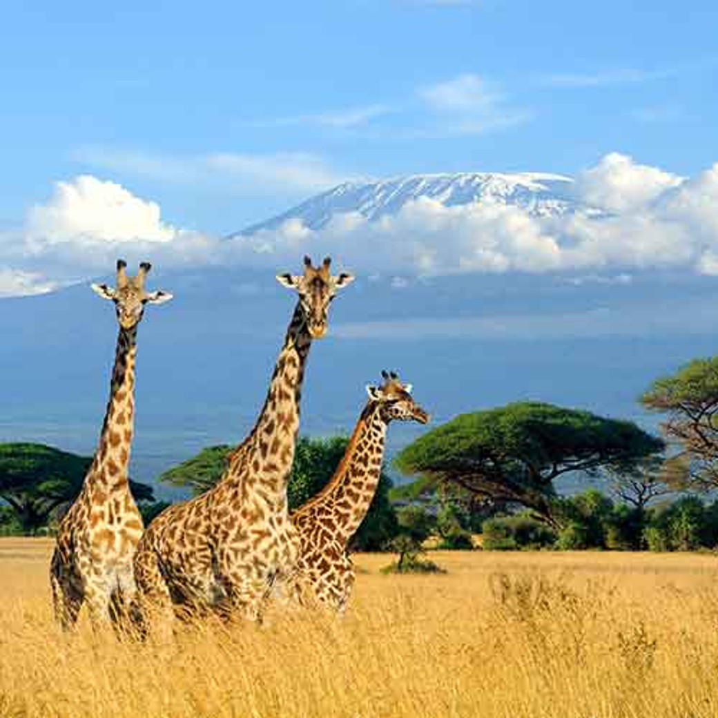 1 semaine au cœur des parcs nationaux du Kenya