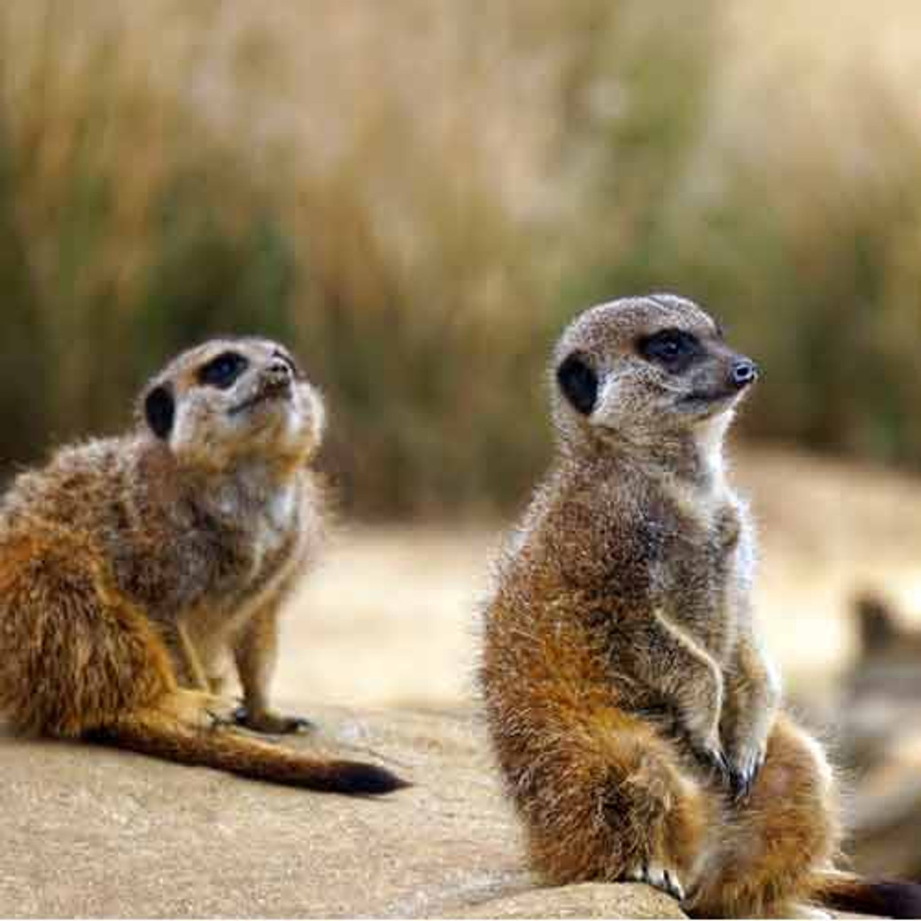 Safari au Kenya : itinéraire de 9 jours  pour voir les Big five