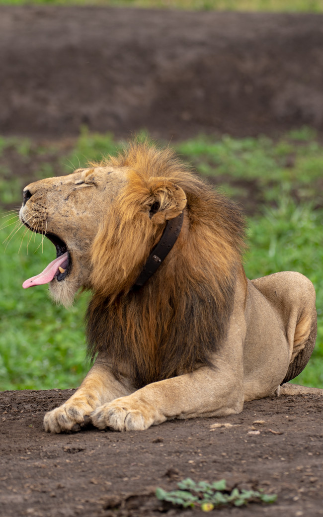 12 jours en Ouganda exclusif de milieu de gamme avec gorilles et safari animalier
