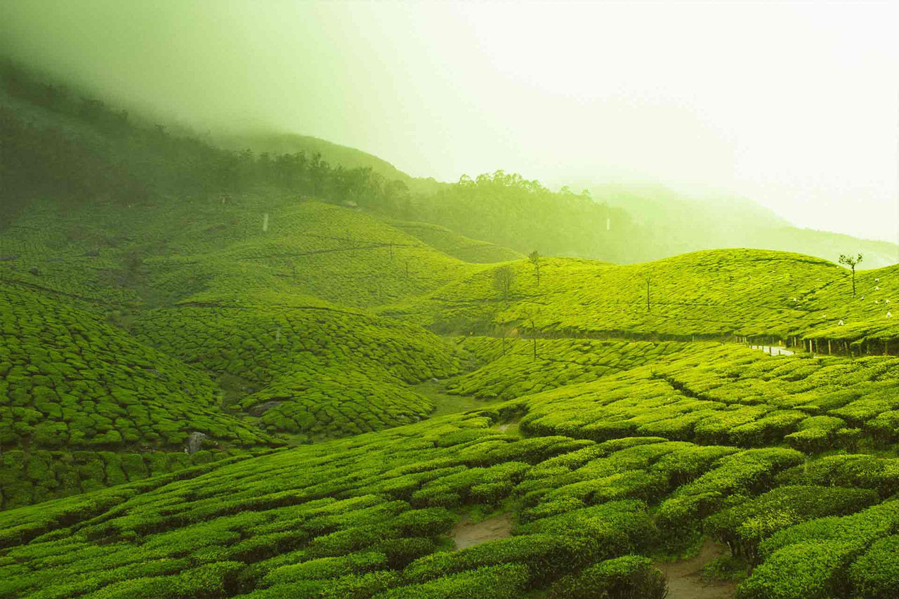 Sri Lanka 50 nuances de vert