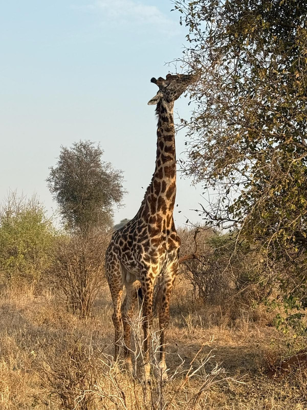 Tarangire National Park
