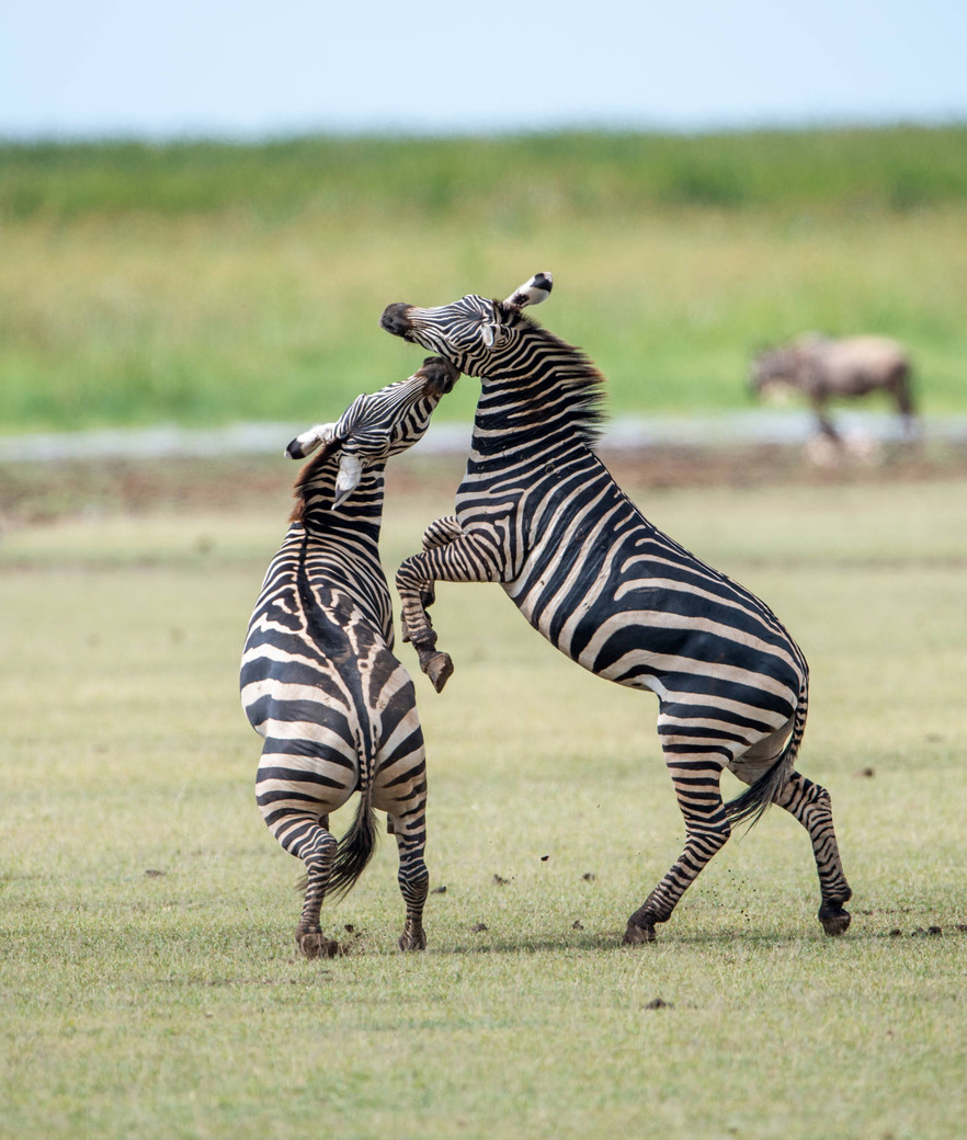 Safari de 3 jours en Tanzanie de premier ordre