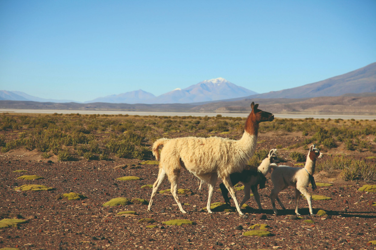 Les grands espaces en Bolivie