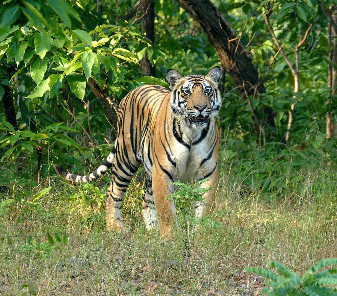 Échos de la Jungle : Safari dans la Réserve de Bandhavgarh