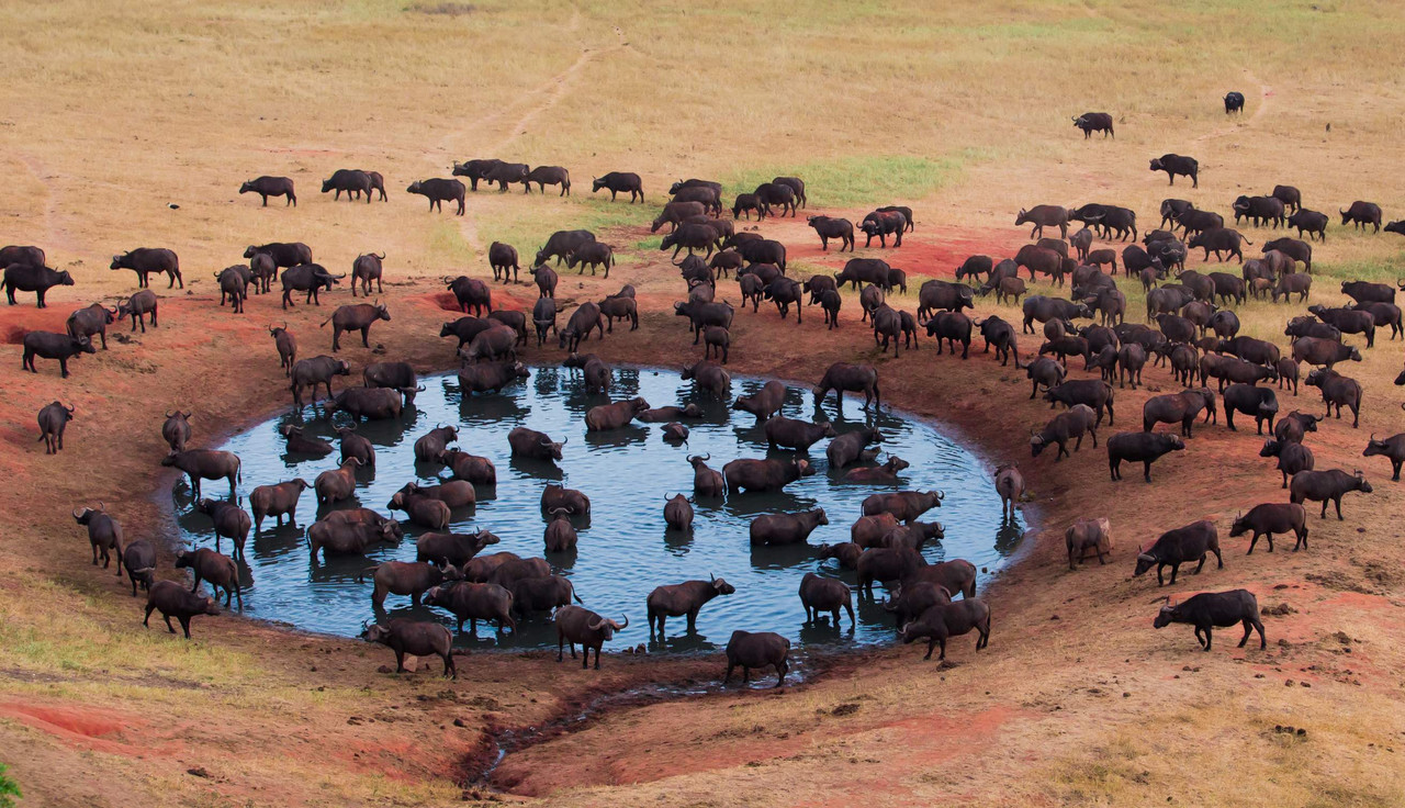 6 jours de safari de migration en Tanzanie