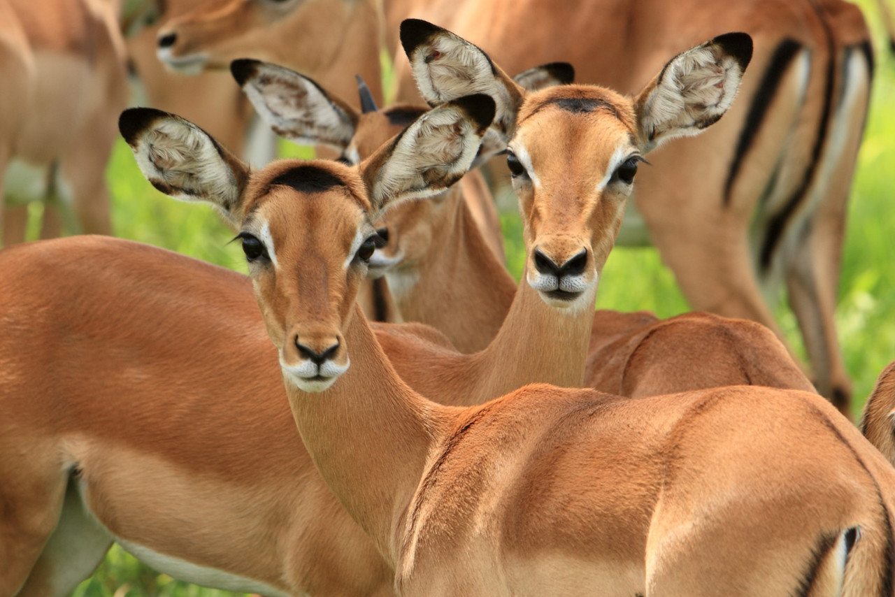 Grand safari de migration en Tanzanie