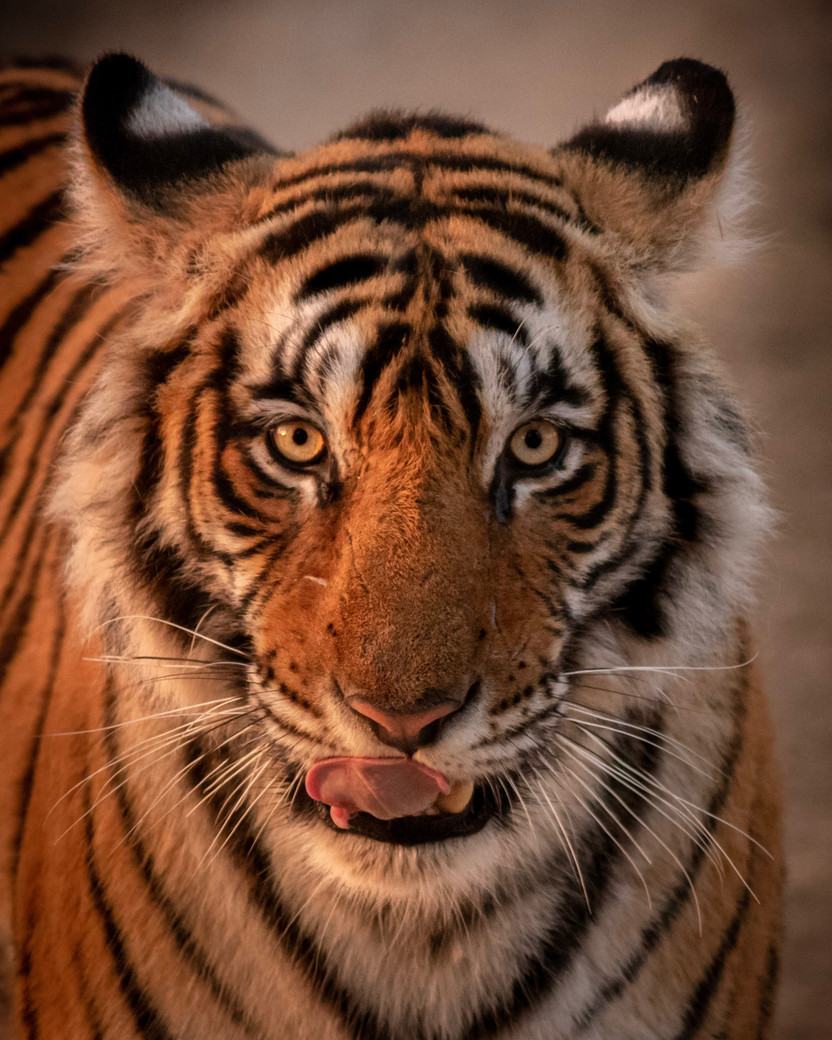 ranthambore