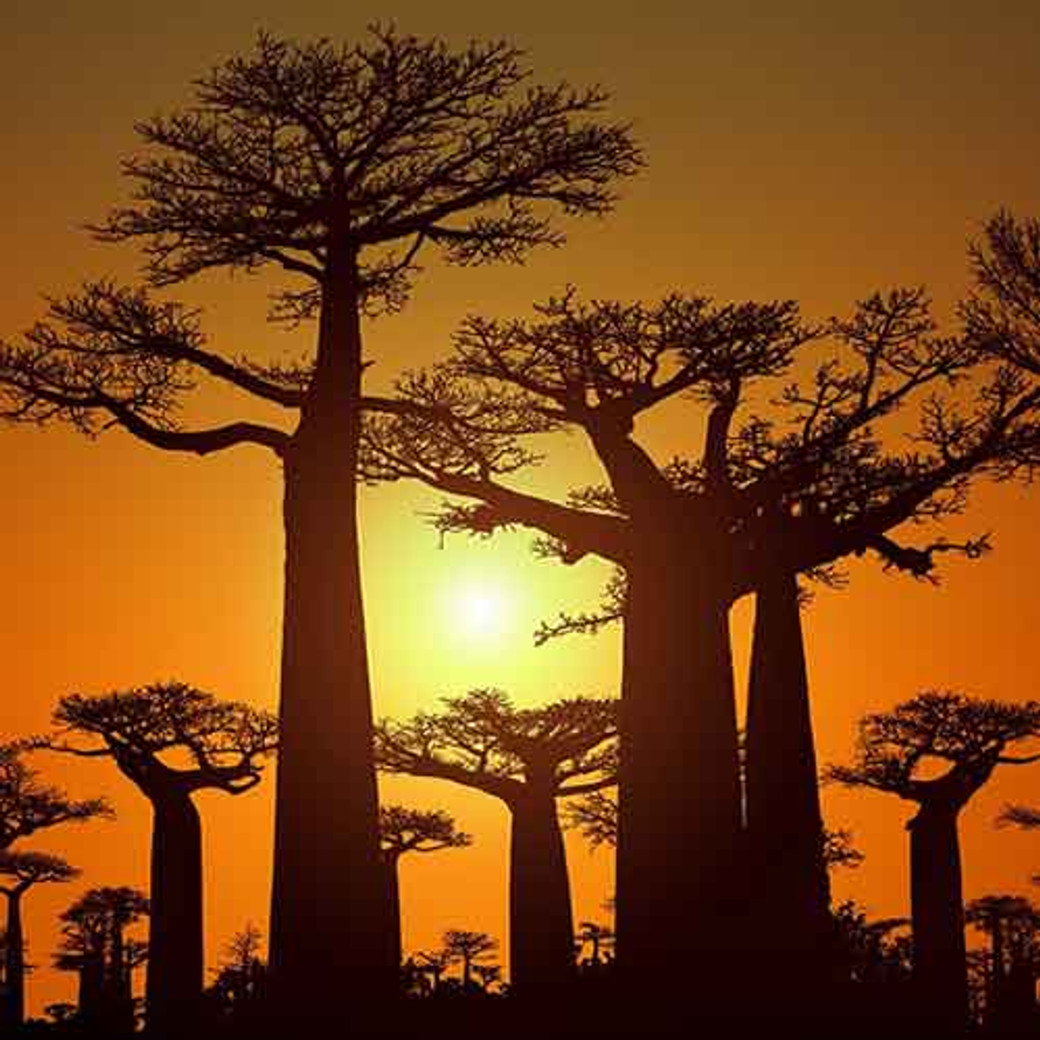 A la découverte du sud-est de Madagascar