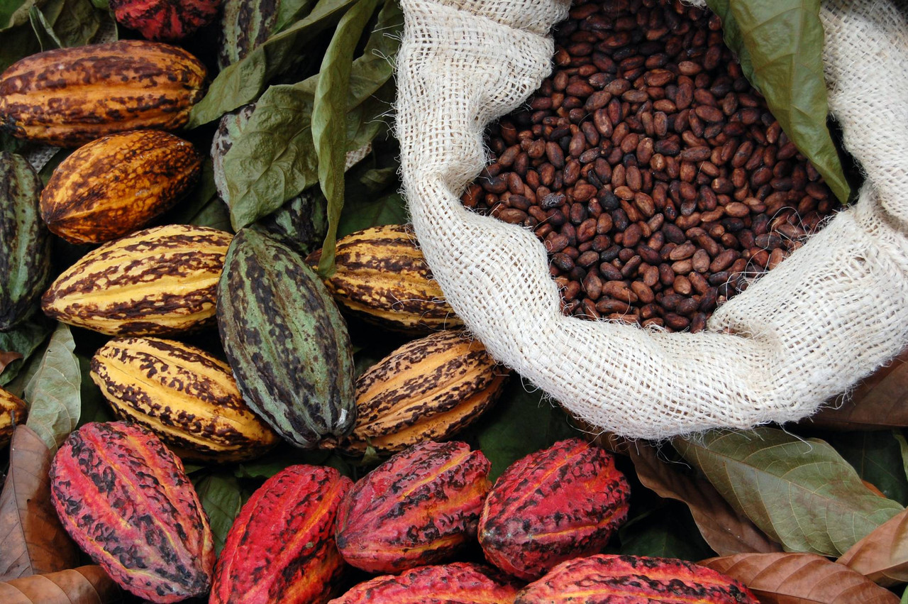 La route du cacao