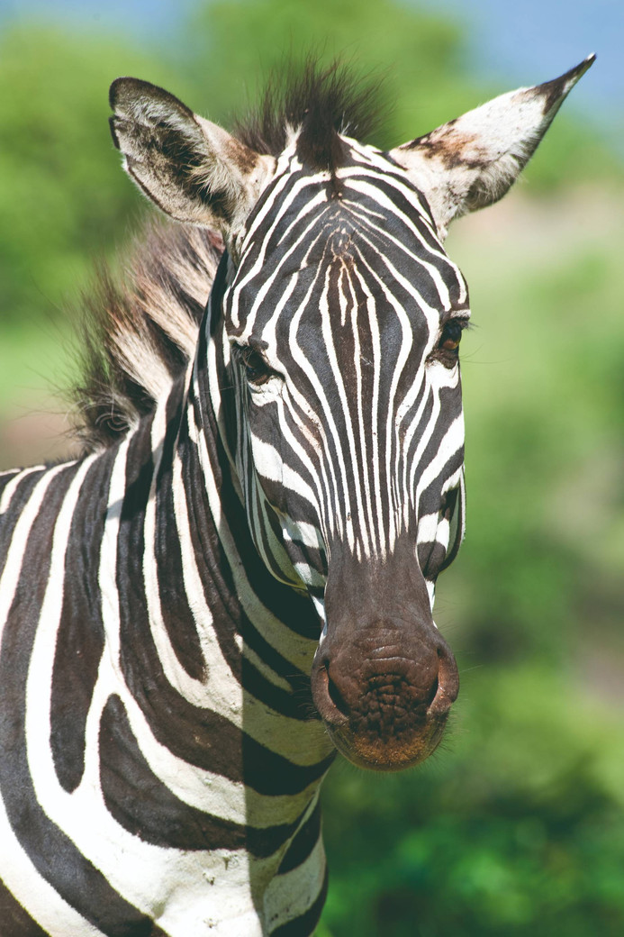 7 jours de Safari classique en Tanzanie