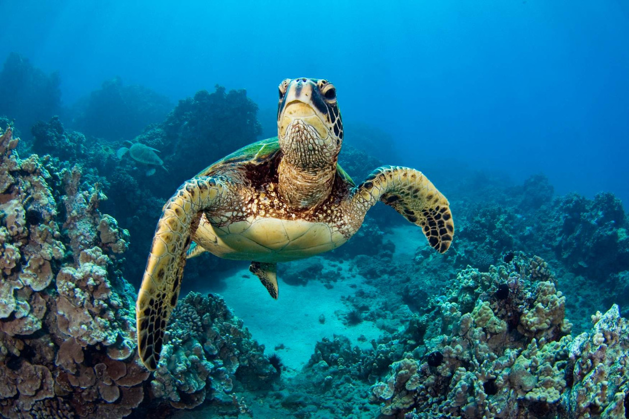 8 jours de visite des îles Galápagos (San Cristobal - Santa Cruz - Isabela)