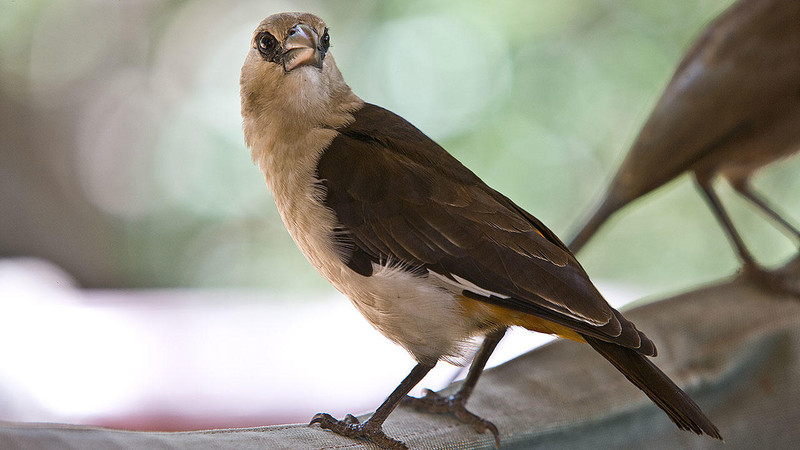 a Bird in Tarangire Sopa lodge