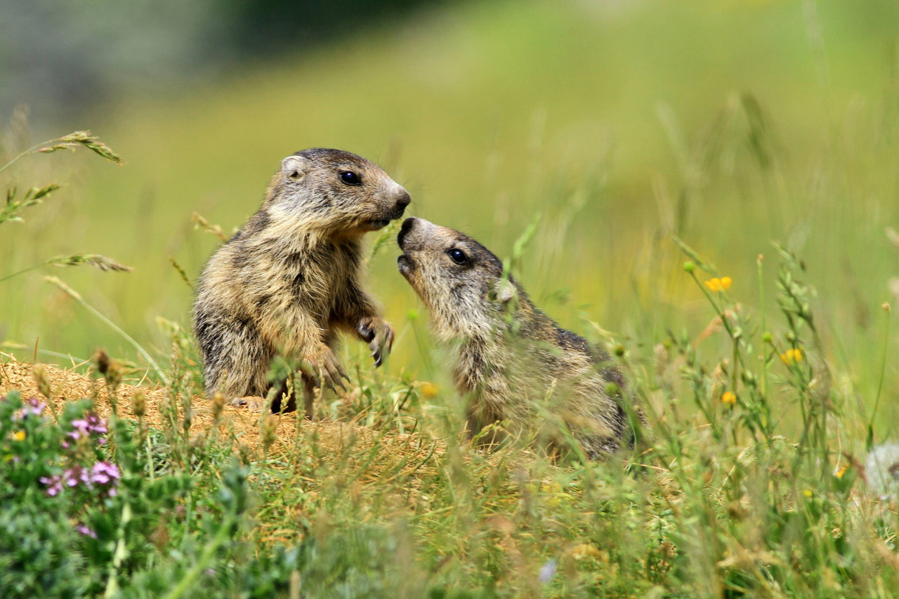 Découvrez l'art de la photo animalière dans le Jura