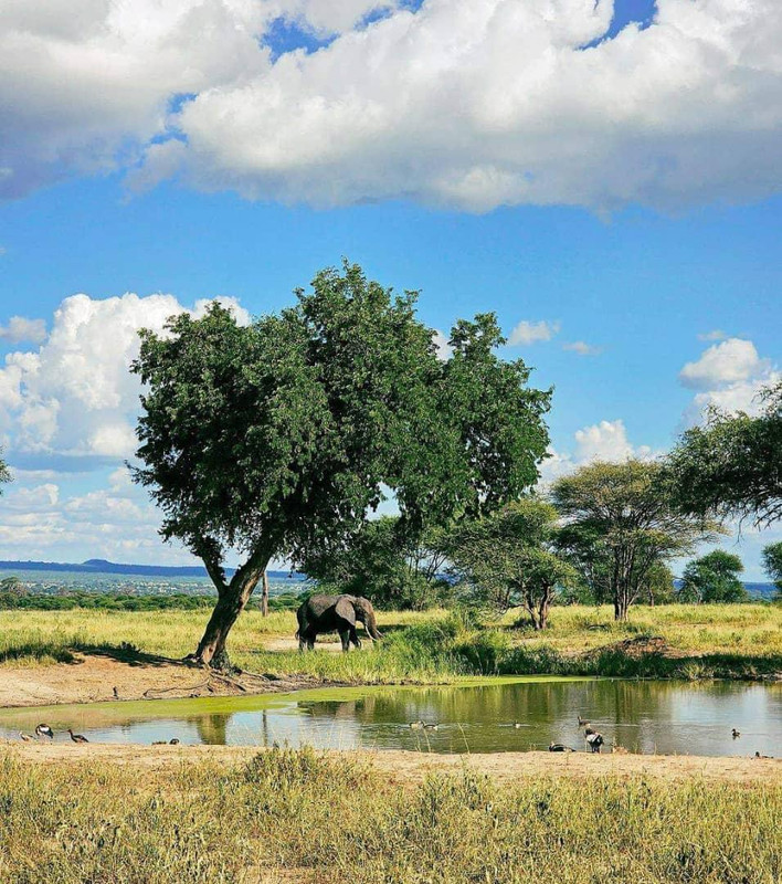 Aventure tanzanienne : 10 jours au cœur de la faune africaine