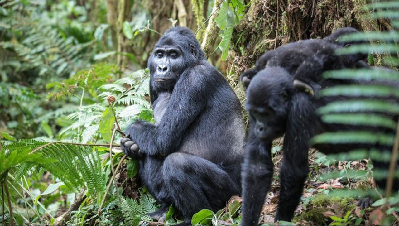 gorilla trekking