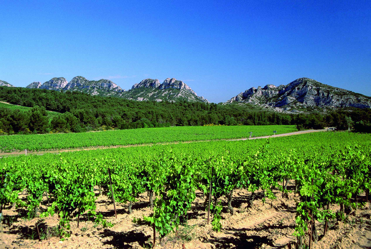 Découverte des vignobles du Golfe de Saint-Tropez