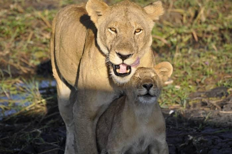 Arusha: 5-Day Safari to Tarangire, Serengeti, and Ngorongoro