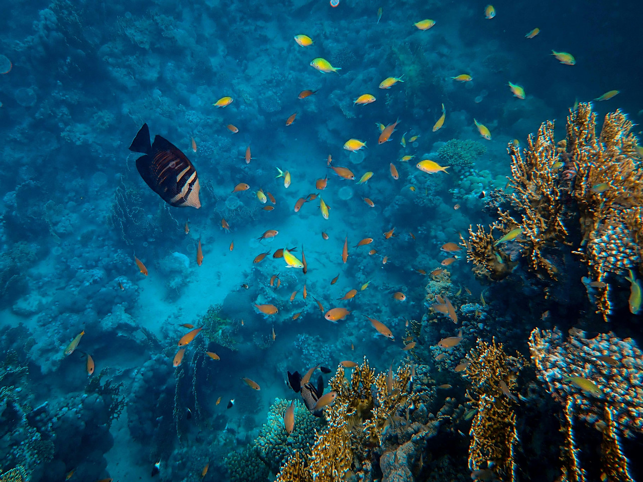 Red Sea
