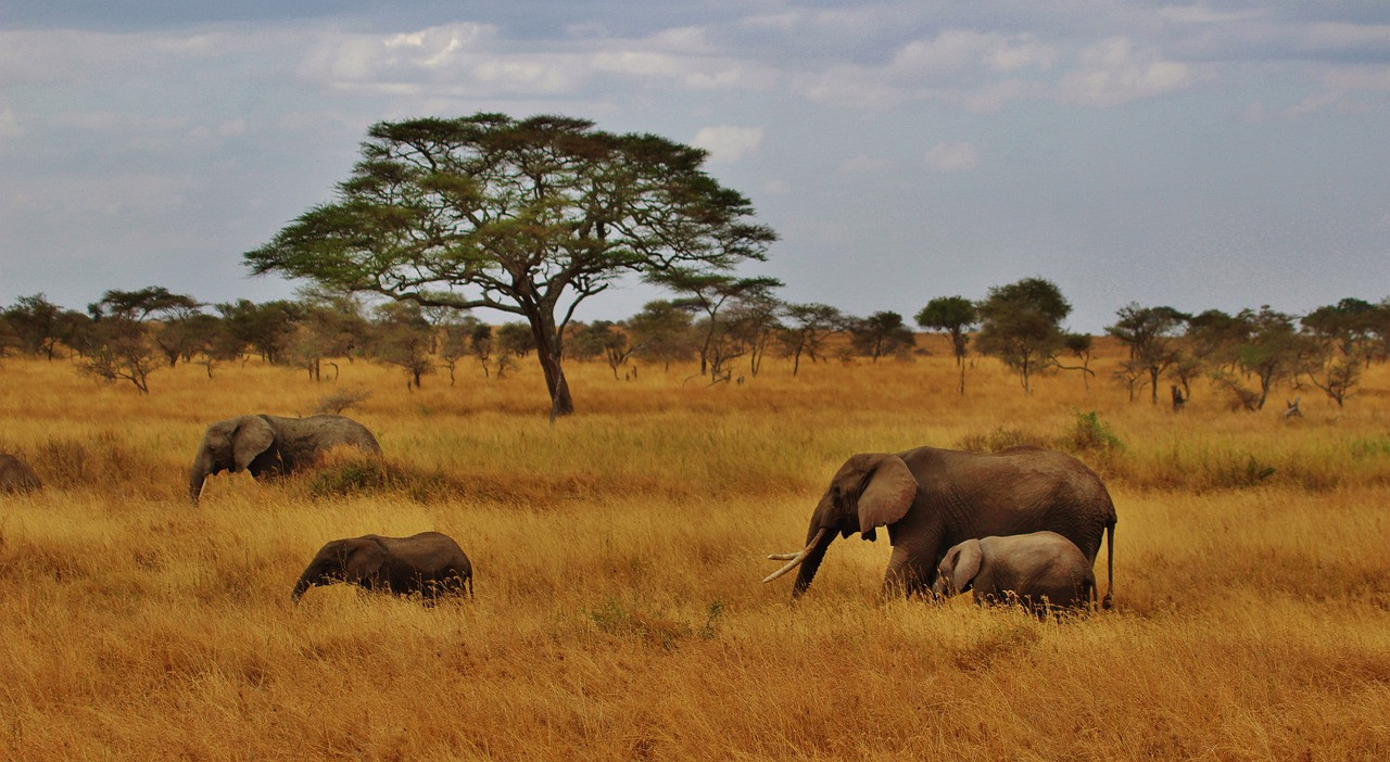 6 jours de safari de luxe en Tanzanie