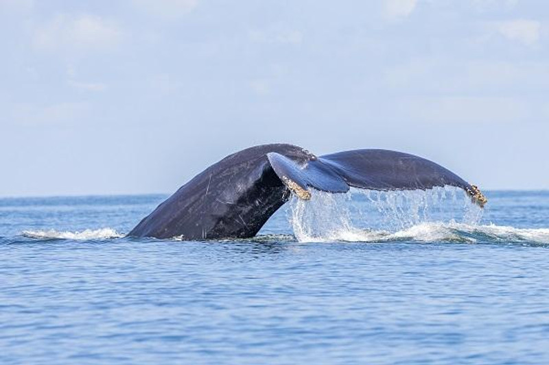 De la côte Caraïbe au Pacifique du Costa Rica