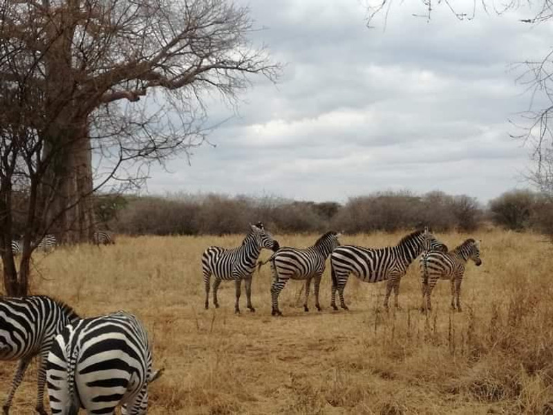 Safari de 4 jours à la réserve de Selous