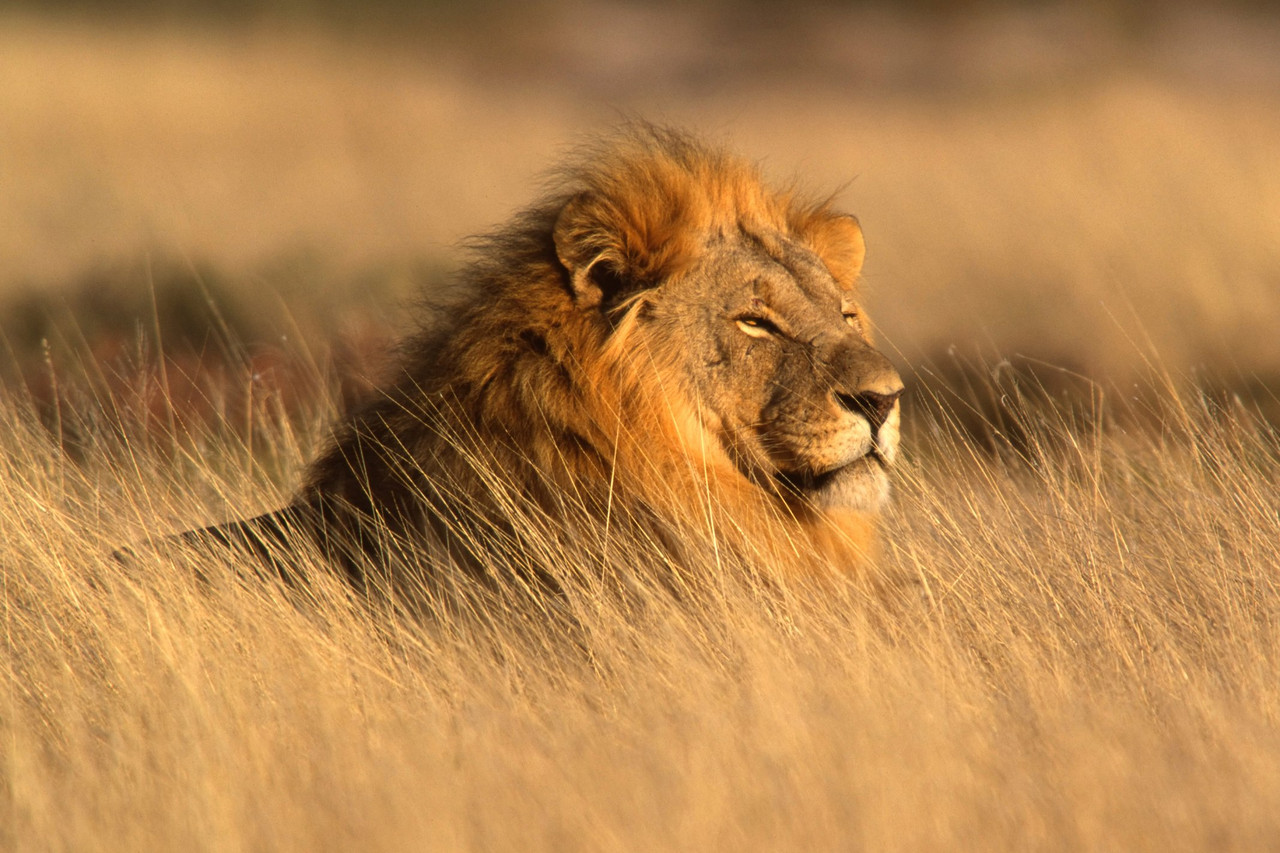 L'essence de Namibie