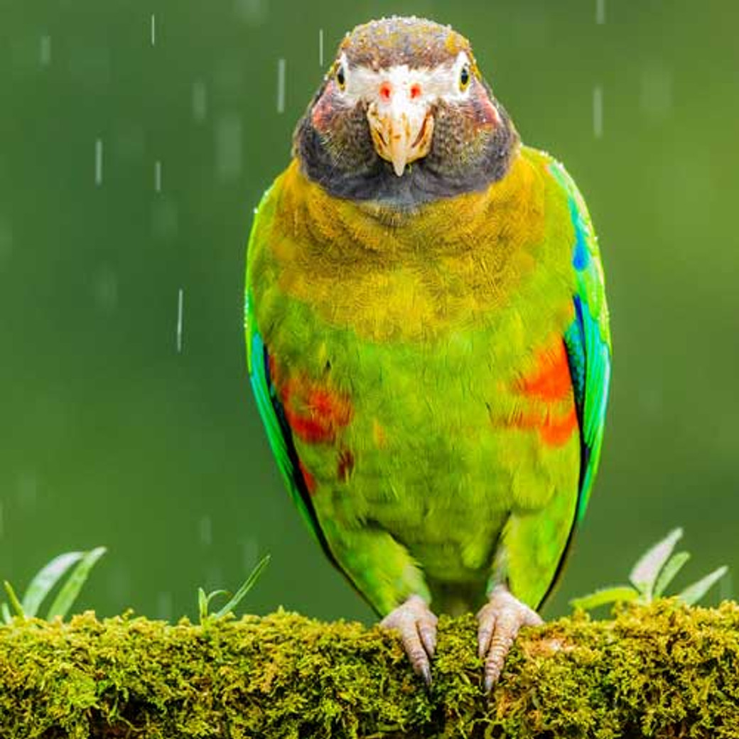Itinéraire de 8 jours au Costa Rica