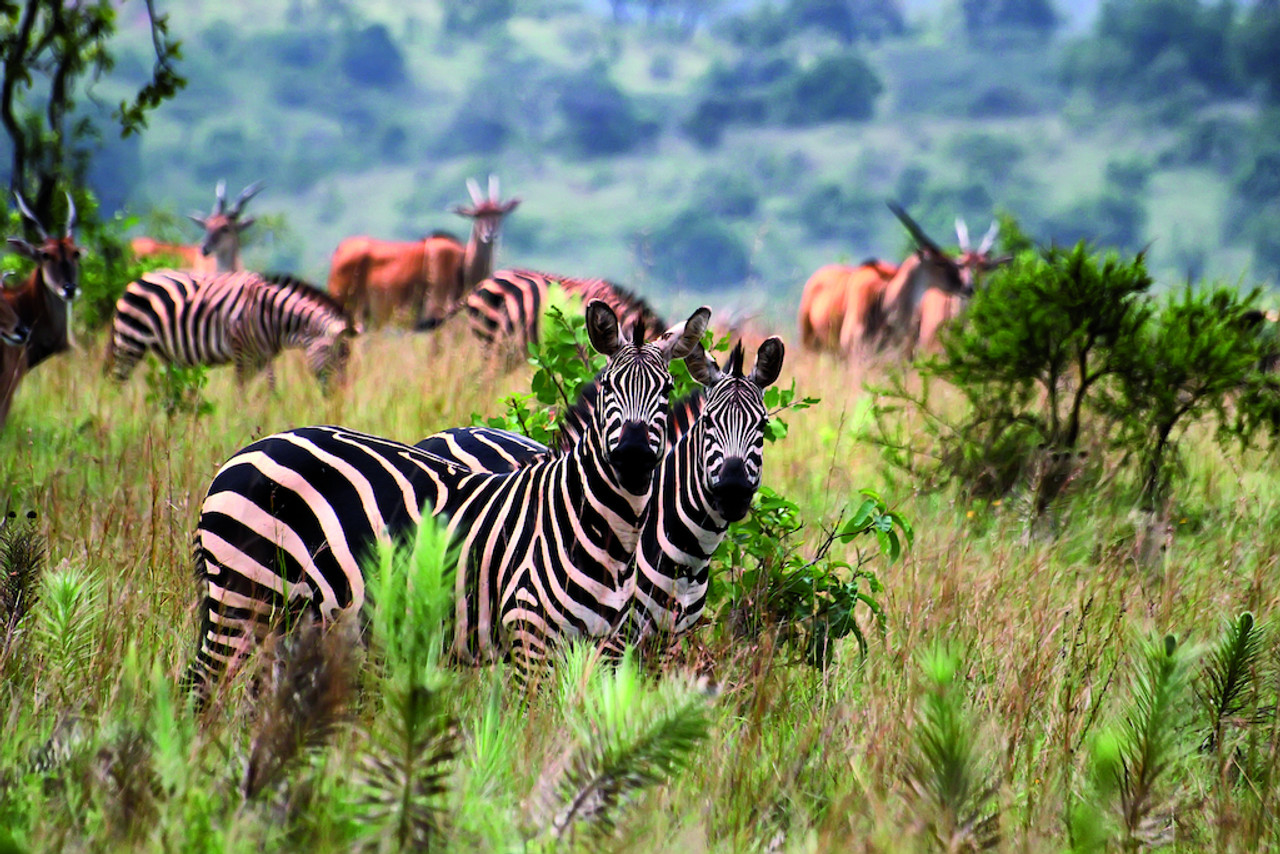 8 jours de safari au Rwanda